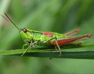 kobylka