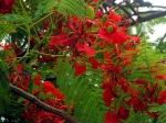 ... isn't that color beautiful?  -  ...nen ta barva ndhern?