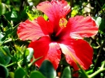 Hawaian state flower  Hibiscus  -  star dobr znm ibiek jako znak sttu Havaj
