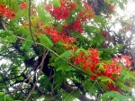 Hawaian tree...  -  havajsky strom... (kdo by to byl ek)