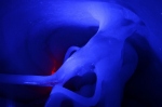 Mamut