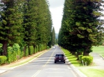 pine tree alley in Kapalua  -  borovicov alej v Kapalue