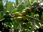 What kind of  fruit is this? I couldn't find out. If you did - let me know at  e-kniha@seznam.cz - Co to je za plody? Tak tohle se mi zjistit nepodailo. Kdo v napite: e-kniha@seznam.cz
