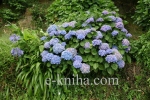 Hortenzie azorsk, lat. Hydrangea - byly tady &quot;fade&quot;