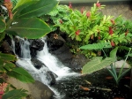 flora of Hawaii and more closer  -  havajsk flra jet bl