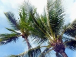 the blue sky thru the palm tree tops  -  modr obloha skrz koruny palem