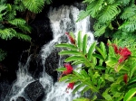 flora of Hawaii closest  -  havajsk flra pln nejbl
